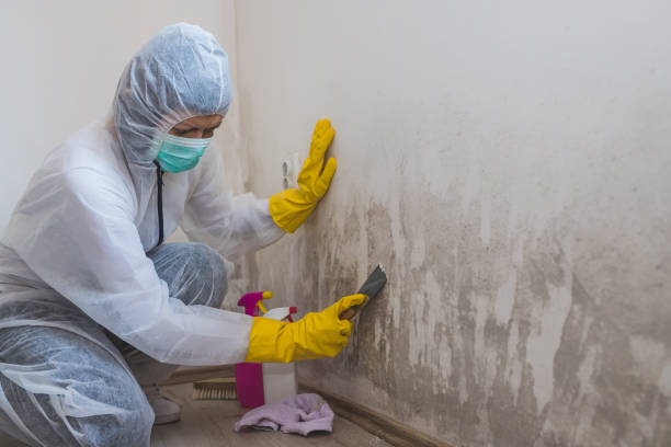 Best Attic Mold Removal  in Saranap, CA