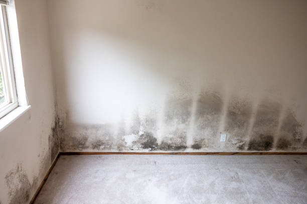 Best Environmental Consulting for Mold Prevention  in Saranap, CA
